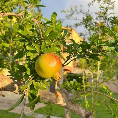 In Relax Tra Natura E Mare * Olia Speciosa